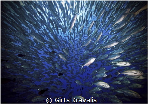 School of fish by Girts Kravalis 